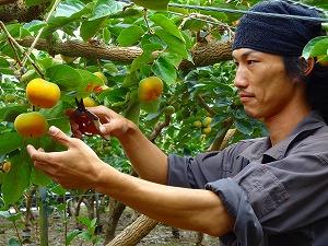 生産者が柿の実を収穫する写真