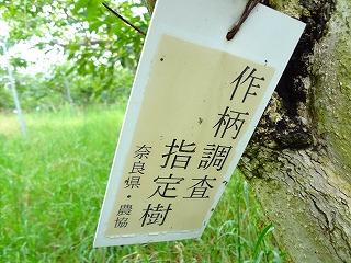 作柄調査指定樹 の札がついている写真