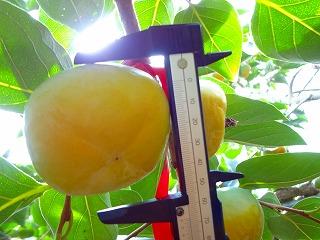 薄く色づいてきた柿を測っている写真