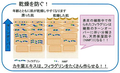 柿の葉のちからイメージ写真