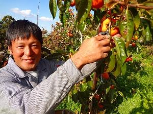 岡田さんが笑顔で柿の実を収穫する写真