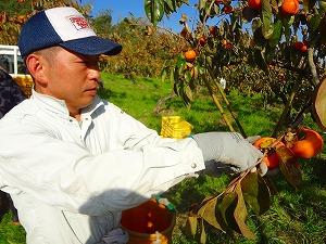 柿の実を収穫している西岡さんの写真