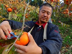 柿の実を収穫する益田さんの写真