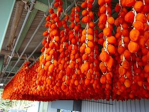 沢山の吊るし柿の写真