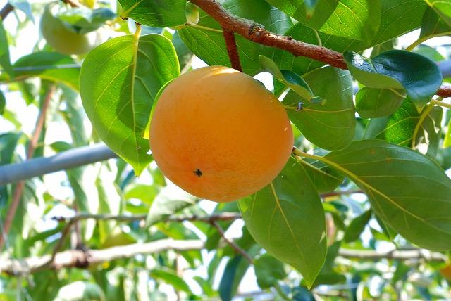 柿の枝に実ったオレンジ色の富有柿の写真
