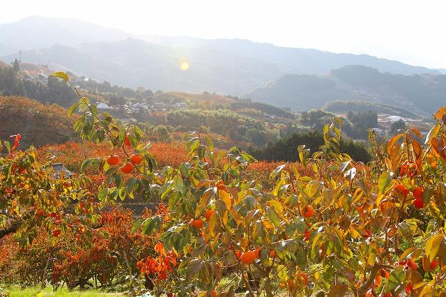 山の斜面に大粒の柿が実っている写真