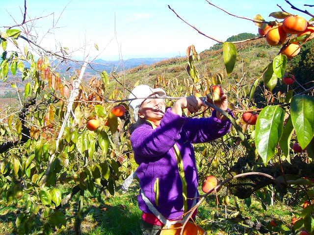 柿の実を収穫している生産者の写真
