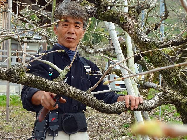 上西正晃さんが柿の木の枝剪定をしている写真