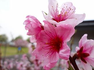 桃の花がきれいに開いている写真