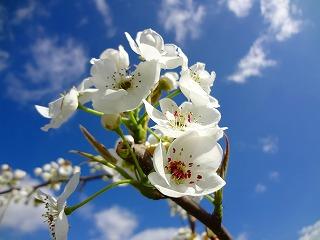 梨の花がきれいに開いていいる写真