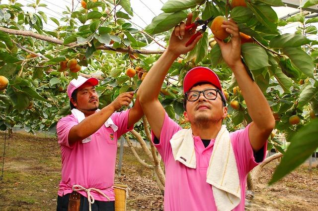カッキーイラスト入りのピンクの作業服を着て、二人の男性がハサミを使って柿を収穫している様子の写真