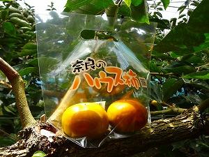 ハウス柿が2つラッピング袋に入って柿の枝に置かれ写ってる写真