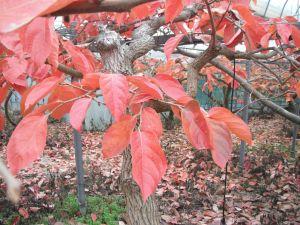 柿の紅葉と落ち葉の写ってる風景の写真