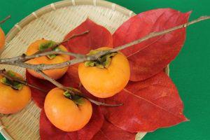収穫した柿が真っ赤に色づいた紅葉の上に置かれている写真
