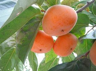 収穫前の種なしの柿がきれいなオレンジ色をして実っている写真