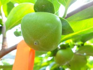 3センチメートルに成長したハウス柿の写真