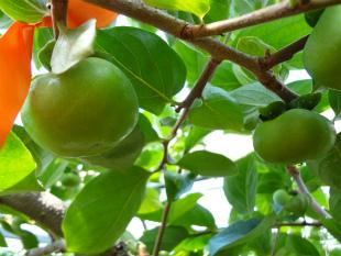 大きく成長するハウス柿の様子の写真
