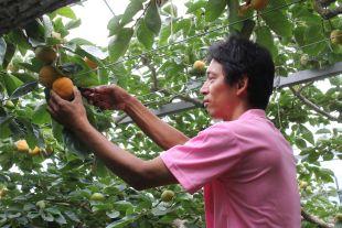 一つ一つ丁寧に柿を収穫する生産者の写真