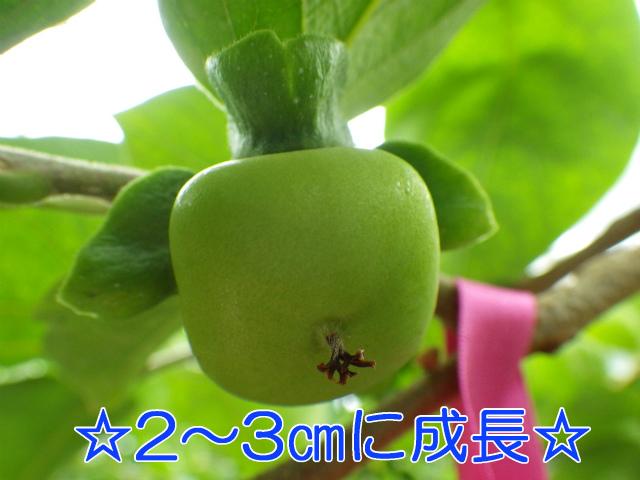 柿の実が2～3センチメートルに成長した写真