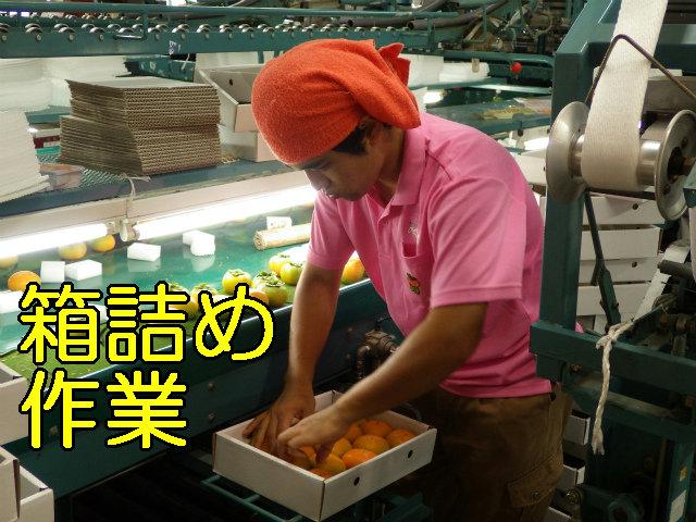 箱詰め作業。柿の箱詰め作業をしているオレンジのタオルを頭に巻いた男性の写真