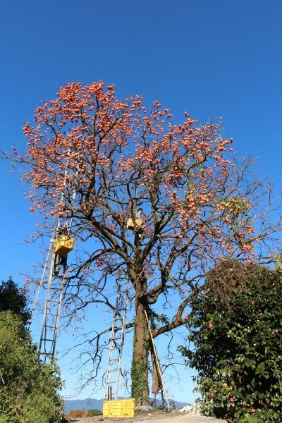 大きな柿の木に梯子をかけて登って収穫作業している写真