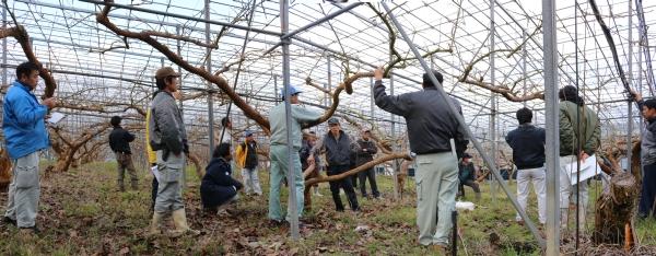 柿の木の剪定講習会をしている写真講習をしている人を囲んで皆で見ている写真