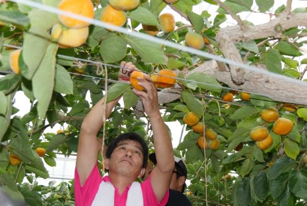 ハウス柿を1つ収穫する生産者の写真