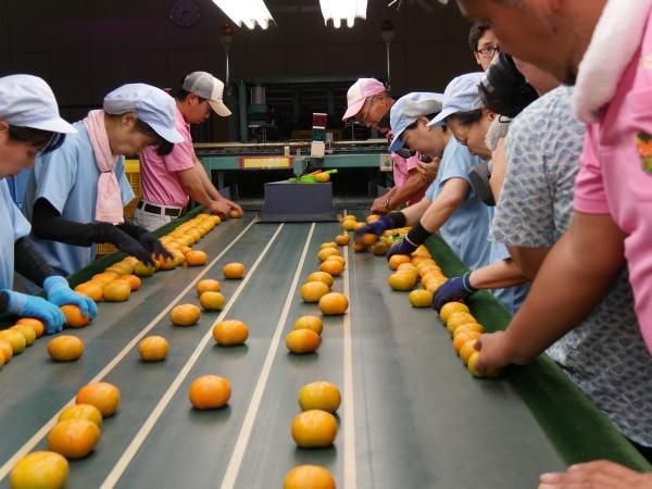 ベルトコンベアーで流れてくる柿を選果作業をしている写真