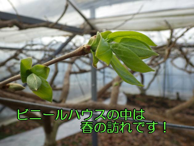 1月27日柿の木が芽吹きしている写真