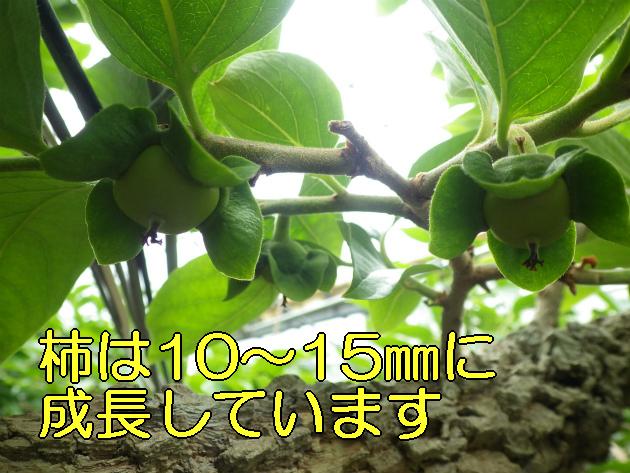 小さな柿の実(10から15ミリ)の写真