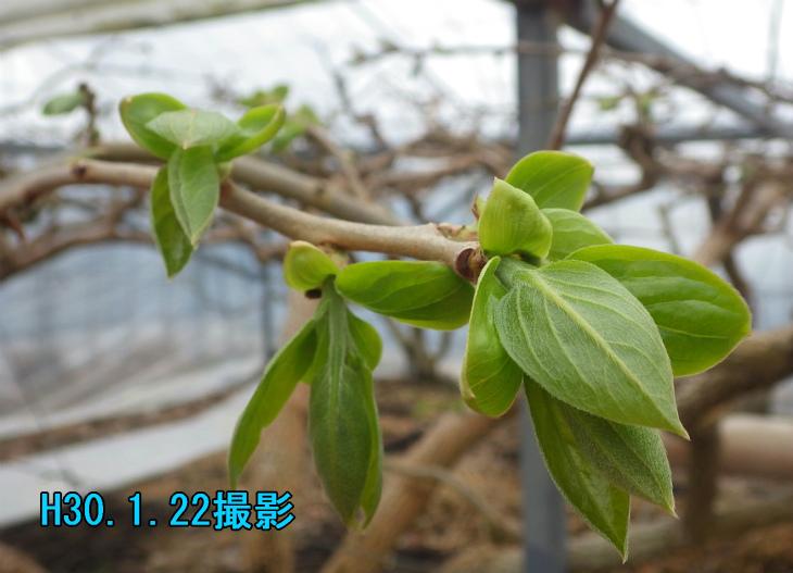 平成30年1月22日撮影した柿の芽生えの写真