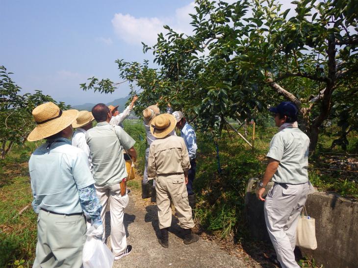 柿生産者団体8名が柿畑の木を目視チェックし合う様子の写真