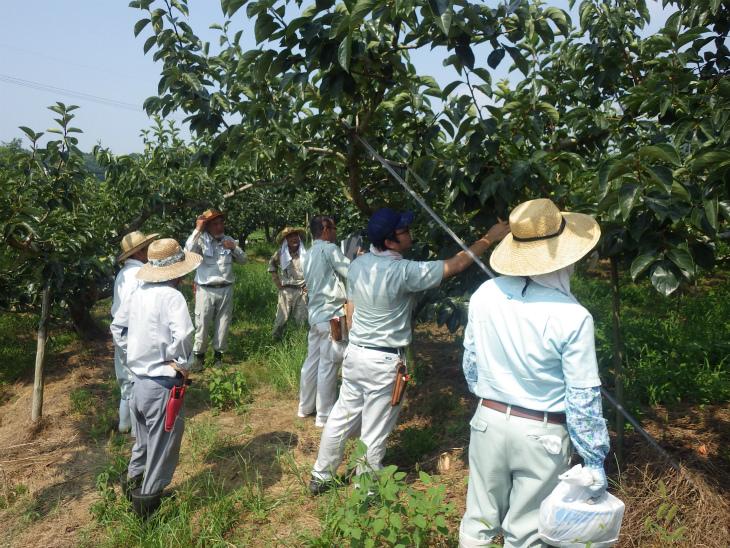 柿生産者団体が柿の木の真下で柿の葉をかき分けながら、摘果チェックしている様子の写真