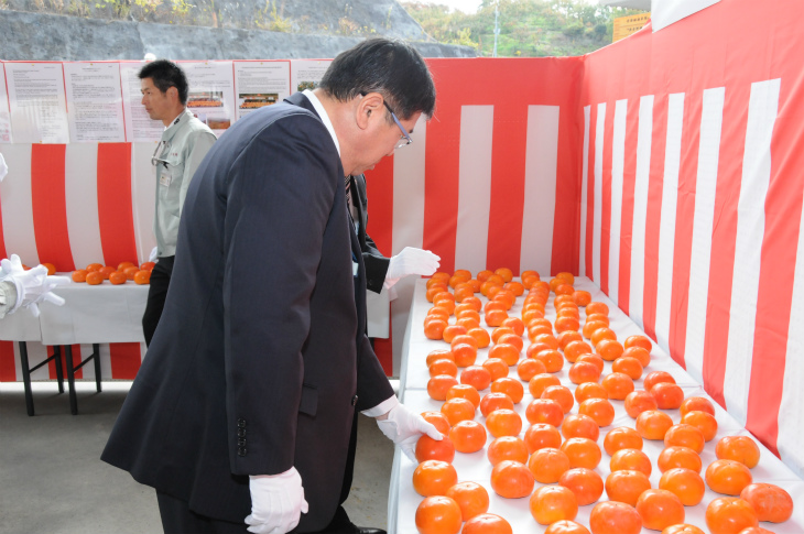 献上柿を選別する太田市長