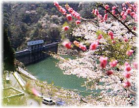 (写真)花咲く猿谷あいあい公園からダムを望む