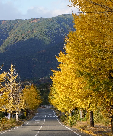 【入選】いちょう並木