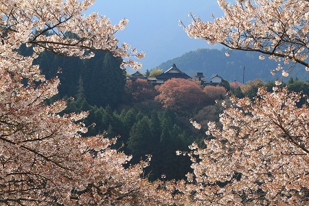 【入選】萌の朱雀