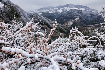 【特別賞】春雪梅林