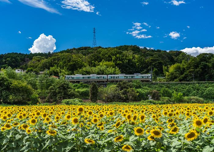 第17回フォトコンテスト入選盛夏を走る山森恵子様