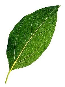 クスノキの葉の写真