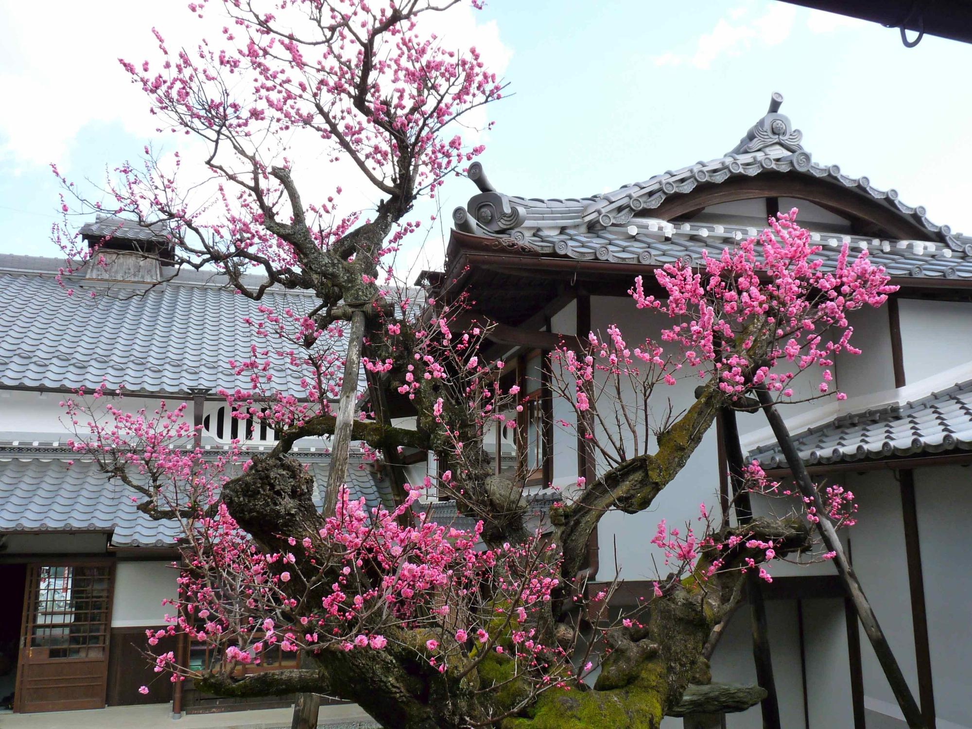 藤岡家住宅 家の前にピンクの花が沢山綺麗に咲いている写真