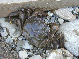 モクズガニの写真