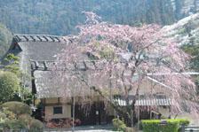 賀名生皇居と綺麗に咲いている枝垂れ桜の写真