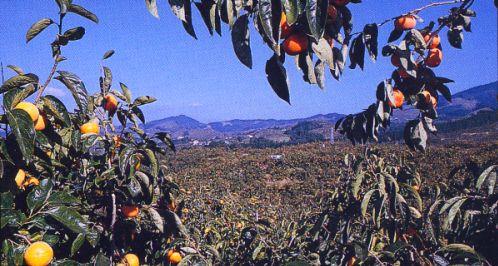 青空の下、奥には高く連なる山々と手前にはオレンジ色や黄色に色づく吉野特産の柿の実が柿の枝にたわわに実っている写真
