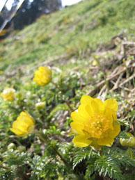 黄色い花が可愛らしい福寿草の写真