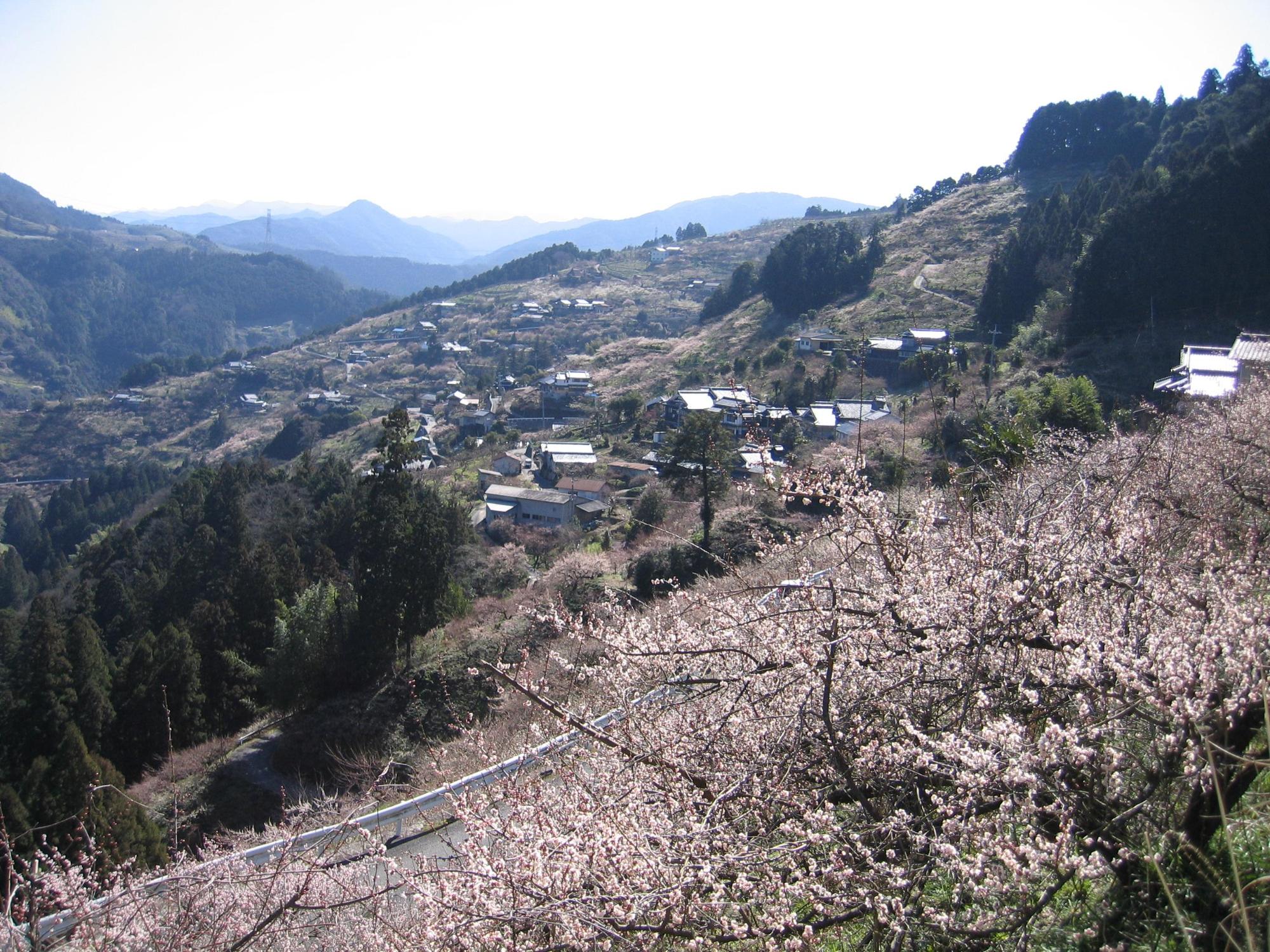 丘陵の上から梅の花が咲いている梅林が広がる写真