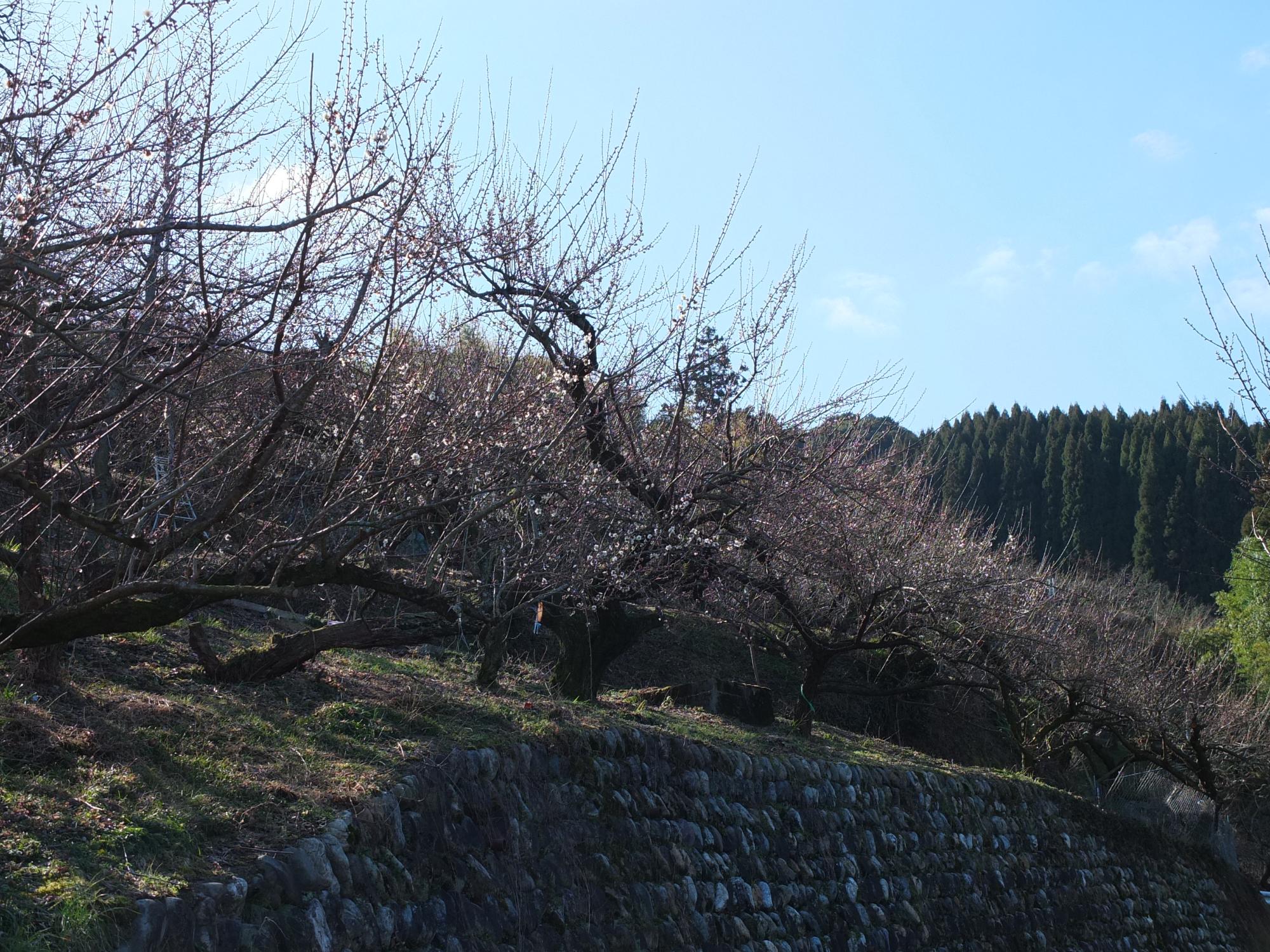 梅の開花状況
