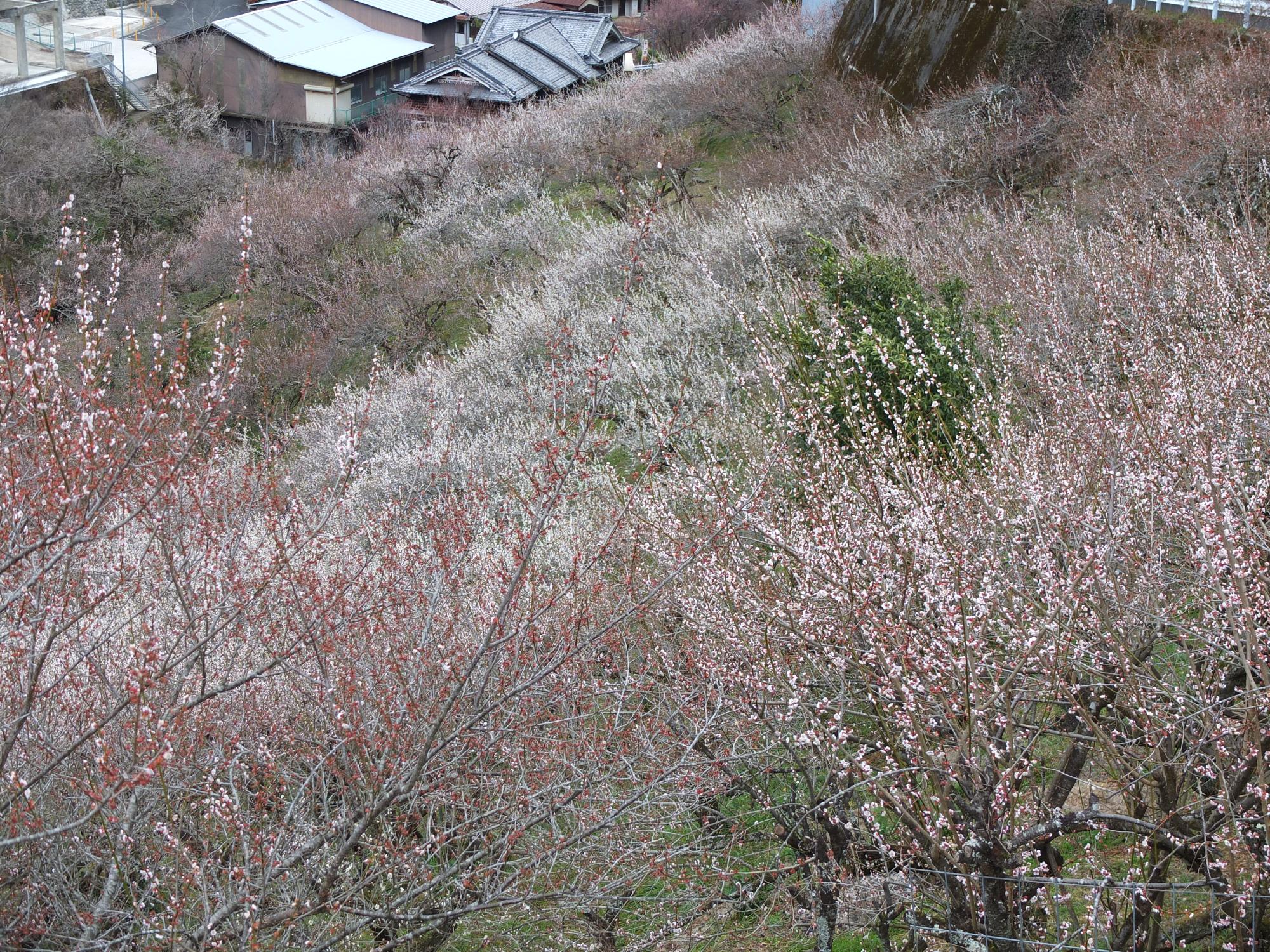 梅の開花状況