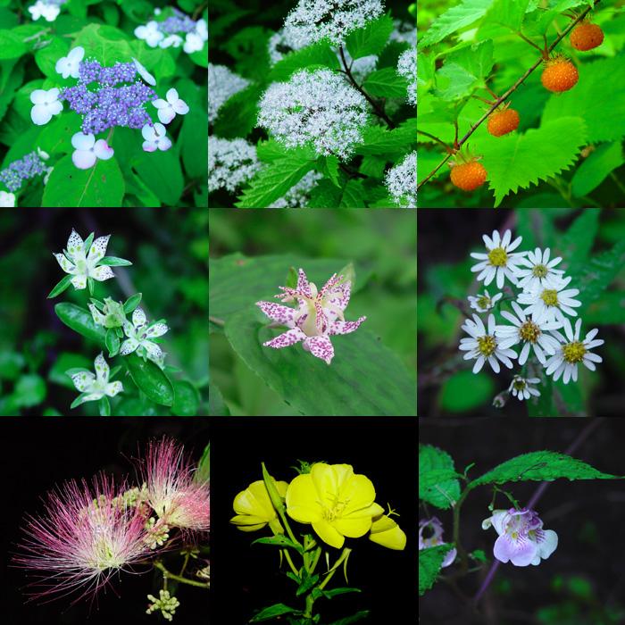 様々な花の写真左上からヤマアジサイ、コアジサイ、ナガバモミジイチゴ、アケボノソウ、ヤマジノホトトギス、シロヨメナ、ネムノキ、オオマツヨイグサ、ハガクレツリフネ