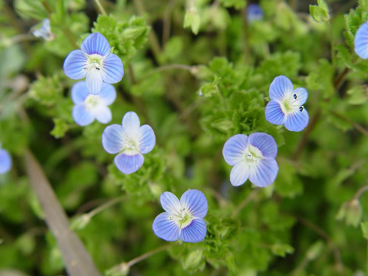 オオイヌノフグリの花の写真